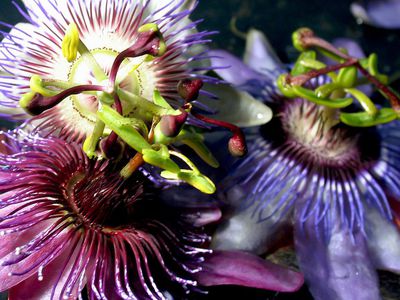 Close up of a gorgeous passion flower.