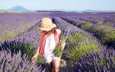 woman walking in a field of lavender carrying a bundle of lavender in one arm